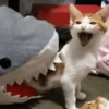🐈‍⬛🐱🧶 GATOS | CATS 🧶🐱🐈‍⬛ 21