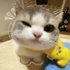 KUCING LUCU😍😍 10
