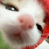 🐈‍⬛🐱🧶 GATOS | CATS 🧶🐱🐈‍⬛ 16