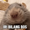 IRI BILANG BOS