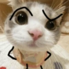 🐈‍⬛🐱🧶 GATOS | CATS 🧶🐱🐈‍⬛ 30