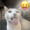 Kucing sigma trend 6