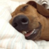 Memes gatos e cachorros 9