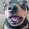 Cachorro meme 7