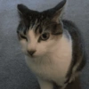 Bombastis side eye  12