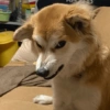 Cachorrinhos fofos 10