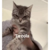 Funny cats - Pak 1 28