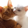 Memes  13