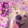 Cachorrinhos fofos 6