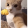 Funny cats - Pak 1 23