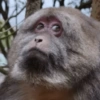 Memes macaco 7