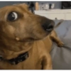 Random cursed chistoso perros 12