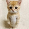 🐱 Meow 🐱 Michis 🐱 Gatos 🐱 9