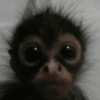 Reaja com macacos fofos 🙈 6