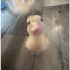 Animals present for u 5