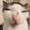 😽 GATITOS PAL CHAT 😺 5