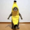 REAÇÕES DE GATOS 26