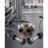 Gym 💪 14