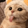 🐱 Meow 🐱 Michis 🐱 Gatos 🐱 5