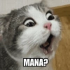 Meme Kucing Lucu 🐱 7