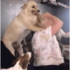 Adesivos de cachorrinho 15