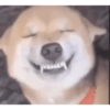 Random cursed chistoso perros 9