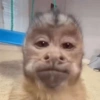 Macaco ✅️ 13