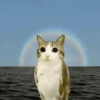 Meowl 🐱Gatos michis 🐾 8