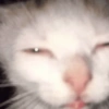 🐈‍⬛🐱🧶 GATOS | CATS 🧶🐱🐈‍⬛ 14