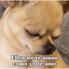 Ellos no te aman como yo te amo