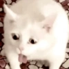 REAÇÕES DE GATOS 19