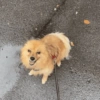 🐶 POMERANIA MOODS 🐾 12