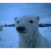 Animals present for u 15