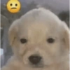 Random cursed chistoso perros 6