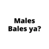 Males Bales ya?