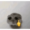 Tu gran hamsters  13