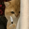 🐈‍⬛🐱🧶 GATOS | CATS 🧶🐱🐈‍⬛ 6
