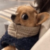 Adesivos de cachorrinho 7