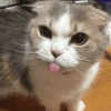 Gatinhos 16