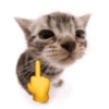 Funny cats - Pak 1 13