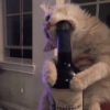 Gatitos Viciosos 🍻🥃 12