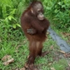 Reaja com macacos fofos 🙈 5