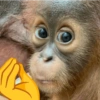 Monos random 🐒🦍 29