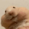 🩵Animalitos🩵 5
