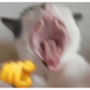 🤣MeMes PA' COMENTAR|TikTok 2 12