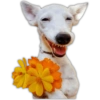 Happy Dog Flowers
