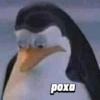 Pinguins de Madagascar meme 8