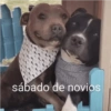 ANIMALITOS 🥺☀️ 11