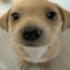 Memes cachorro 8