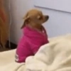 Adesivos de cachorrinho 5